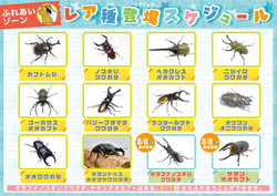 「ヘラクレスやサタンオオカブトも！浅草橋で「カブトムシ・クワガタのふれあい世界展」」の写真