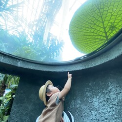 「高知県立牧野植物園」の温室にはオオオニバスの葉の裏側を観察できる小窓の展示があります