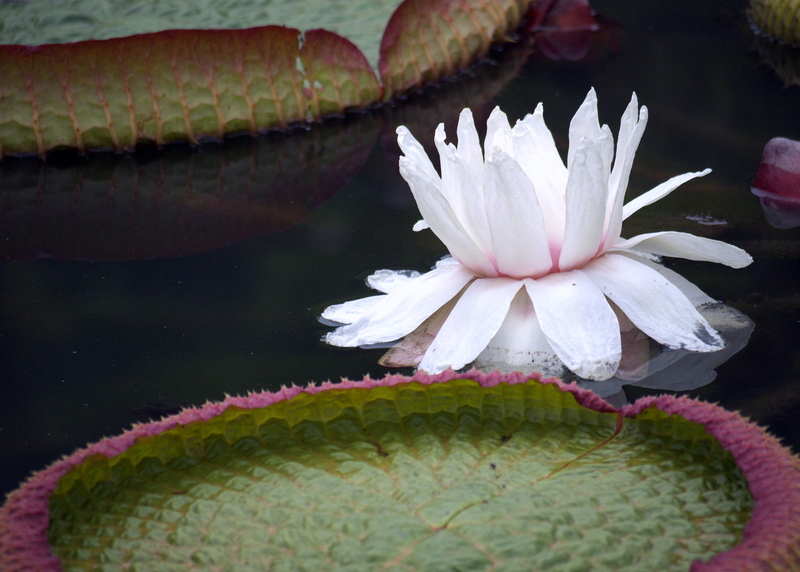 パラグアイオニバスの花