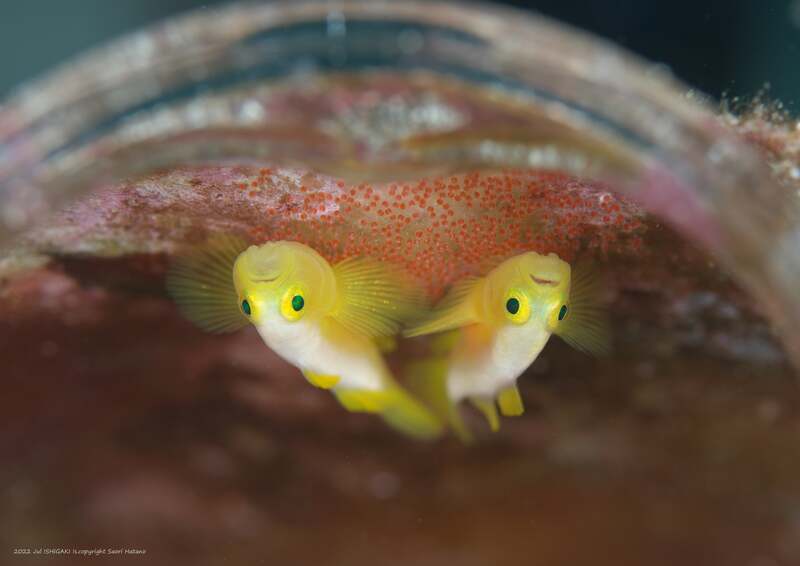 沖縄に住む魚たち展