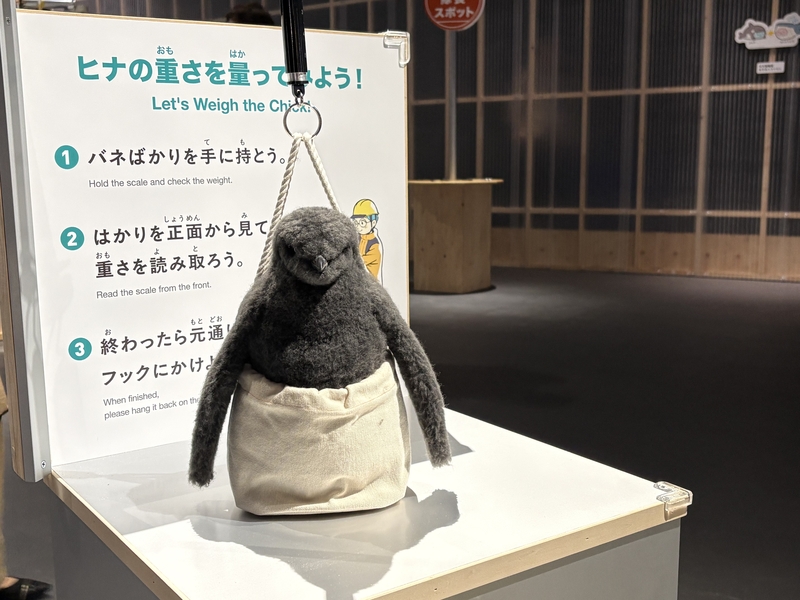 ペンギンのヒナはどれぐらいの重さなの？実際に測ってみよう！
