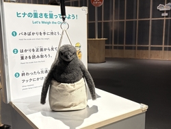 ペンギンのヒナはどれぐらいの重さなの？実際に測ってみよう！
