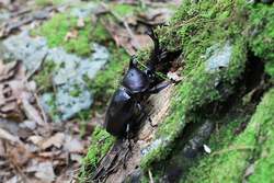 「オス・メス1匹ずつ持ち帰れる！富士山麓の森でカブトムシ狩りが夏限定開催」の写真