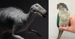 （左）カムイサウルス 1/5スケールモデル、（右）ウロコインコ
