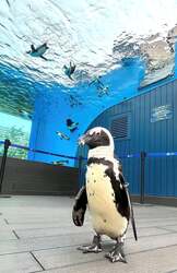 「気温が上がるほど水量UP！アシカのびちょびちょ大作戦が池袋の水族館で　自由研究も」の写真