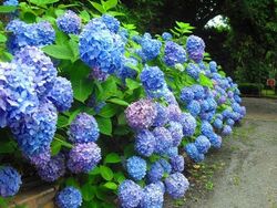 くりはま花の国　青い花まつり