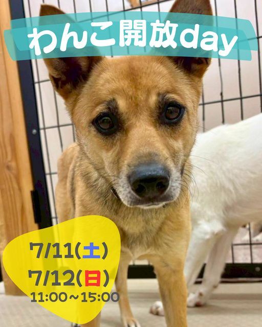 わんこ開放day　