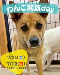 わんこ開放day　