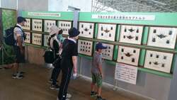標本展示（他公園での開催写真）