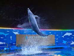 「夜のイルカショーがスゴい！仙台うみの杜水族館でサマーナイトアクアリウム初開催」の写真