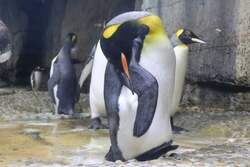 「夜のイルカショーがスゴい！仙台うみの杜水族館でサマーナイトアクアリウム初開催」の写真
