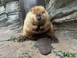 「夜のイルカショーがスゴい！仙台うみの杜水族館でサマーナイトアクアリウム初開催」の写真