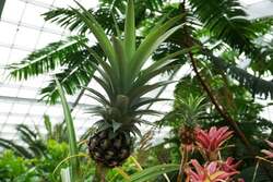 館内には約700種2000本の植物を展示しています！