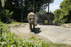 日本では当園にしかいないスマトラゾウ