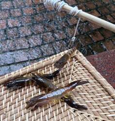 エビ釣り