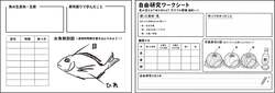 「魚を解剖＆寿司握り！命と科学が学べる食育イベントが新宿で開催　自由研究シートも」の写真