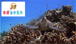 3D 沖縄海中散歩