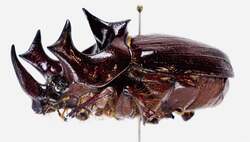 幻の六本角カブトムシ ディペリクス ゲリオン