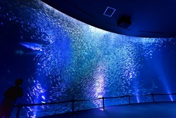 南館2階にある「日本の海」エリアでは、幻想的な「マイワシのトルネード」も！