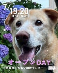 保護犬ふれあいオープンDAY（ピースワンコ・ジャパン西東京ふれあい譲渡センター）