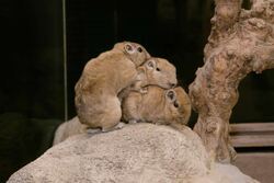 足立区生物園で大人気の「グンディ」。ぴったり重なり合う姿が「愛くるしい！」と評判です