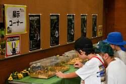 世界の珍しい甲虫たちを間近に観察できる！〜展示コーナー〜