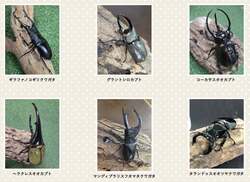 「世界最大級のカブトムシが目の前に！大きなテント型“虫かご”がひたち海浜公園に出現」の写真