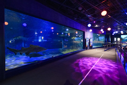 海の世界をより深く感じられる幻想的な夜の水族館