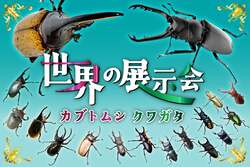 「カブトムシ採集や恐竜迷路が楽しめる！三島スカイウォークで夏休みイベントが順次開催」の写真