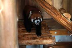 「夜の動物園で冒険気分！遊園地も乗り放題になる「のんほいパークナイトZOO」開催」の写真