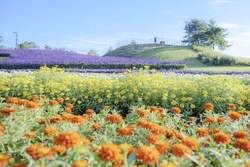 「琵琶湖を一望！標高680mで水遊びも花畑も満喫できる「びわこ箱館山」がリニューアル」の写真
