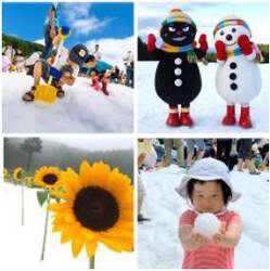 「真夏なのに雪が降る！六甲山GREENIAで「雪まつり」が7年ぶり復活　150本のひまわりも」の写真