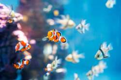 「浴衣で入場料100円割引！　浮世絵×水族館の没入体験が広島もとまち水族館で開催」の写真