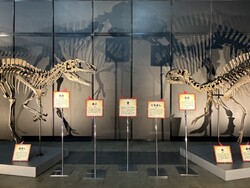 （左）「フクイラプトル・キタダニエンシス」、（右）「フクイサウルス・テトリエンシス」