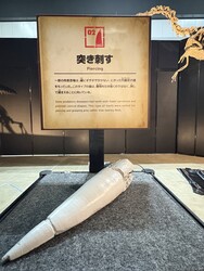 「【潜入レポ】夏休みに行きたい「ヨコハマ恐竜展2026」大迫力！全長12mティラノ&体験も」の写真