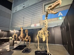 「【潜入レポ】夏休みに行きたい「ヨコハマ恐竜展2026」大迫力！全長12mティラノ&体験も」の写真