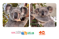 「新しいコアラ2頭が8月に仲間入り！埼玉・こども動物自然公園で40周年記念イベント」の写真