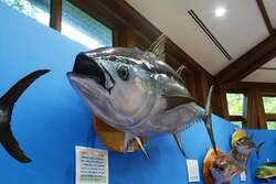 クロマグロの剥製