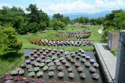 サンパチェンスの水上花壇