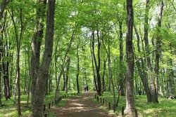 森の表情を楽しみながらの散歩やジョギングに最適な「みのりの森」