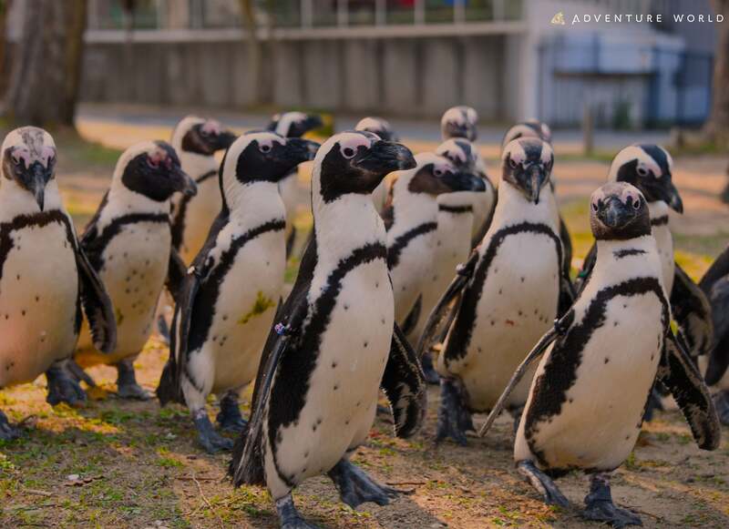 ふれあい広場ペンギンパレード