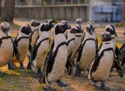 ふれあい広場ペンギンパレード