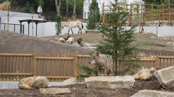 「アジアの平原」で見られるモウコノウマとオオカミ