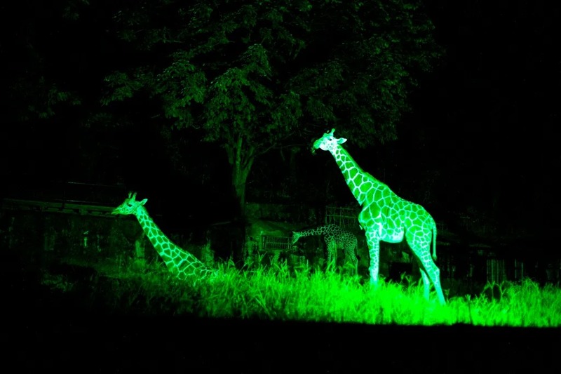 各日先着900人には、「ナイトZOO　特製竹うちわ」をプレゼント