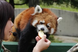 夜のレッサーパンダはどんな様子か親子で観察しよう！