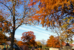 木々が紅葉に染まる敷地内