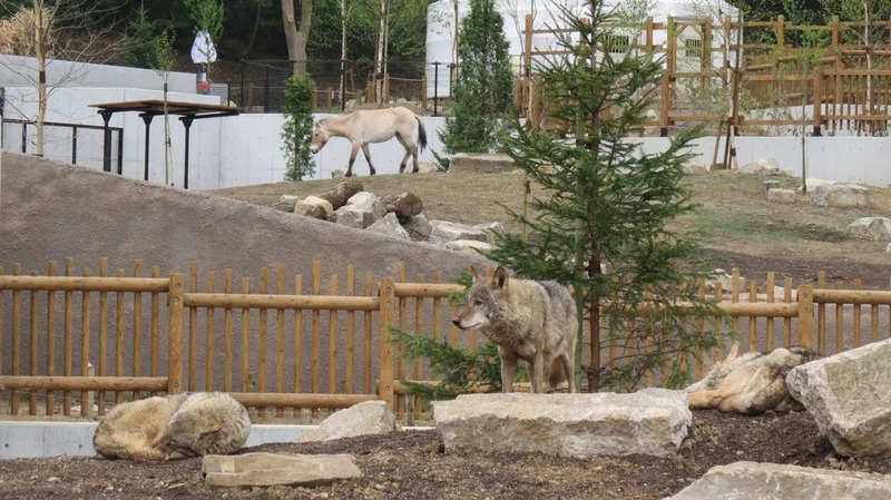 「アジアの平原」で見られるモウコノウマとオオカミ