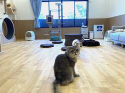「オープン記念で入場無料も！　保護犬猫とふれあえる「ANELLA CAFE」大阪堺店」の写真