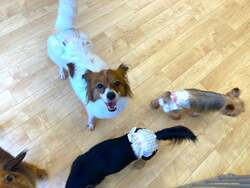 「オープン記念で入場無料も！　保護犬猫とふれあえる「ANELLA CAFE」大阪堺店」の写真