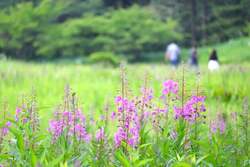 「夏でも一日じゅう外で過ごせる！「富士見パノラマリゾート・入笠山」でアウトドア体験」の写真